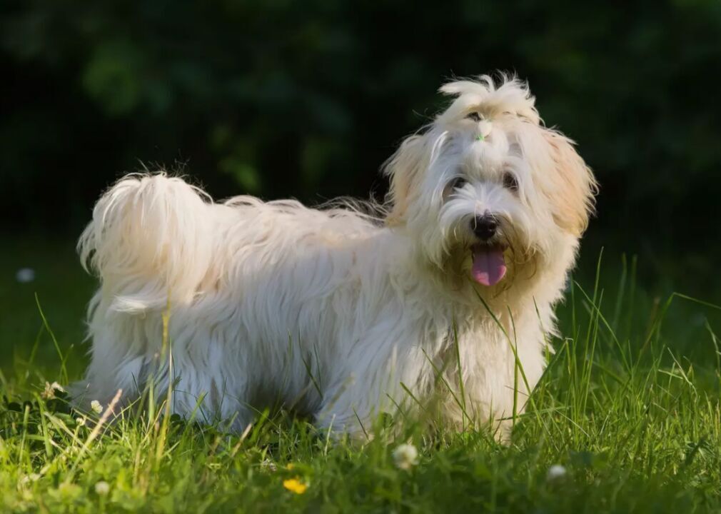 #24. Havanese